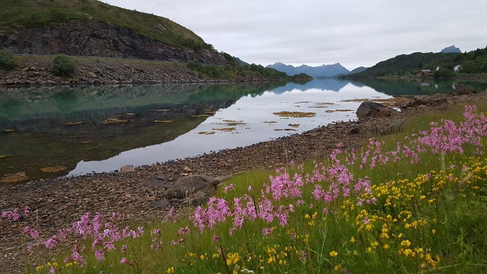 Skjellbogen Hyttegrend Sortland Exterior photo